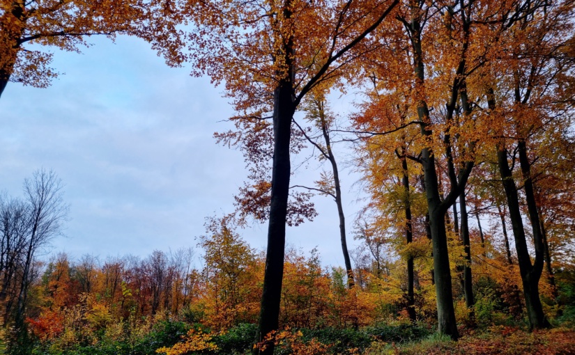 Herbst im Steinhäger Wald